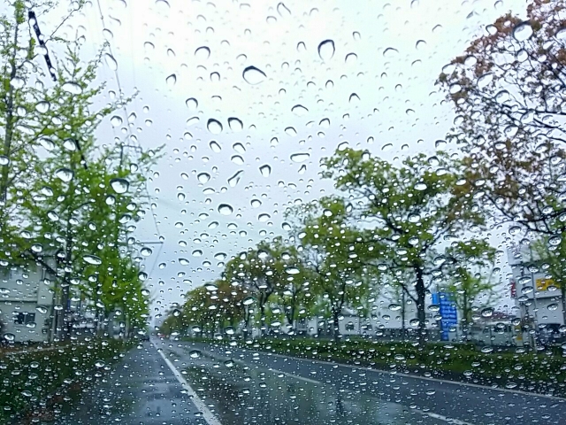 雨に打たれる街路樹